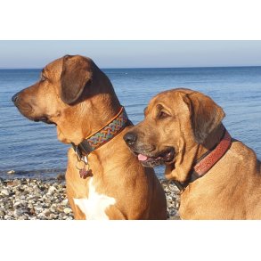 AMOKEN HALSBÅND - BREDE