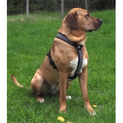 AMOKEN sele med bling - slv