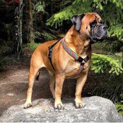 AMOKEN sele - bl flet