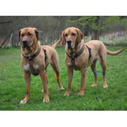 AMOKEN vgtmanchetter