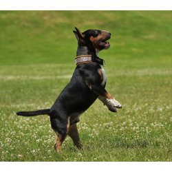 AMOKEN halsbnd med bling - orange 