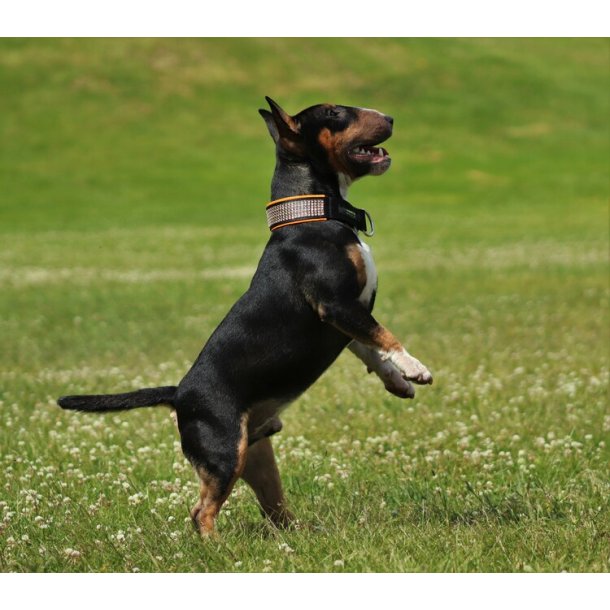 AMOKEN halsbnd med bling - orange 