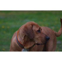 AMOKEN halsbnd med bling - orange 