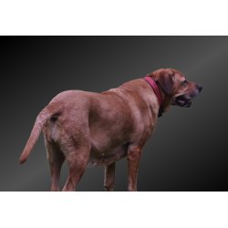 AMOKEN halsb�nd med bling - r�d