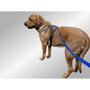 AMOKEN halsbnd - bl flet