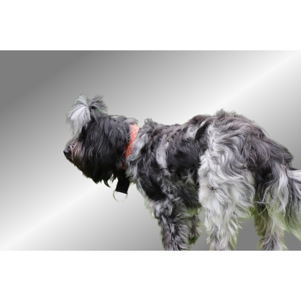  AMOKEN halsbnd - rd m. guld 