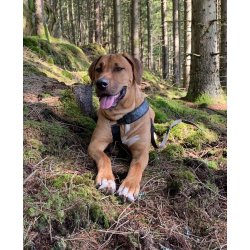 AMOKEN sele med ddningehoveder