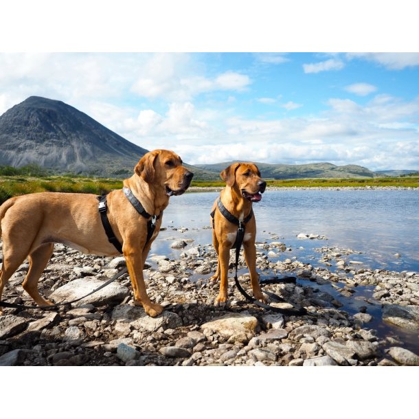 AMOKEN sele med ddningehoveder