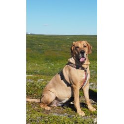 AMOKEN sele - Cherise flet