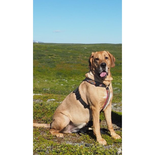 AMOKEN sele - Cherise flet