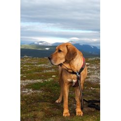 AMOKEN sele - Cherise flet