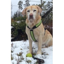 AMOKEN sele med refleks, fs i flere flotte farver