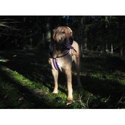 AMOKEN sele med refleks, fs i flere flotte farver