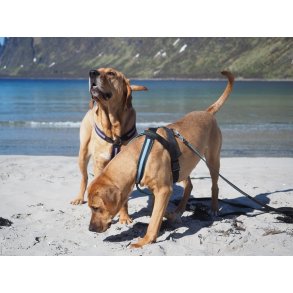 AMOKEN sele med refleks, fs i flere flotte farver