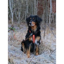 AMOKEN sele med refleks, fs i flere flotte farver