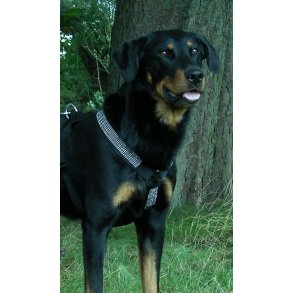 AMOKEN sele med bling - slv