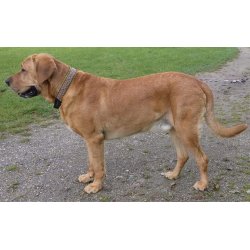 AMOKEN halsbnd - grnt flet