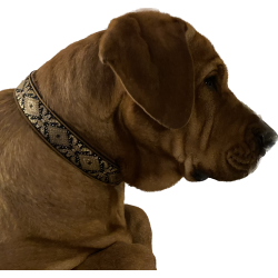 AMOKEN halsbnd - Brunt med guld, limited edition