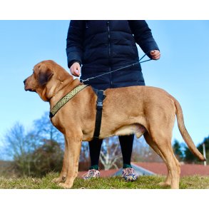 AMOKEN sele -  sort med med guld