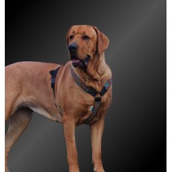 AMOKEN sele - bl flet