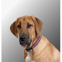  AMOKEN halsbnd - cherise bling - smalt