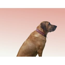 AMOKEN halsbnd med bling - cherise 