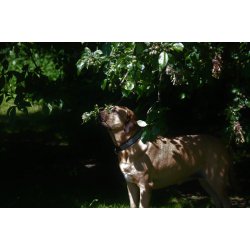 AMOKEN halsbnd med bling - slv 