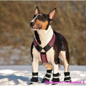 AMOKEN sele med bling - cherise 