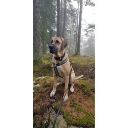 AMOKEN sele med refleks, fs i flere flotte farver