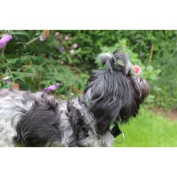 AMOKEN halsbnd - frisk grnt m. guld 