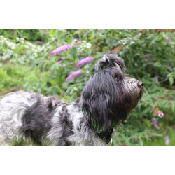 AMOKEN halsbnd - frisk grnt m. guld 