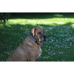 AMOKEN halsbnd med blt mnster