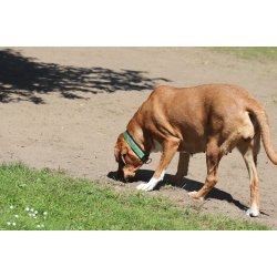 AMOKEN halsbnd - frisk grnt m. guld 