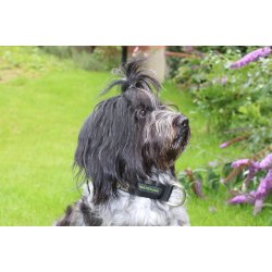 AMOKEN halsbnd med sort keltisk mnster