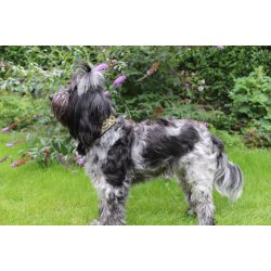 AMOKEN halsbnd med sort keltisk mnster