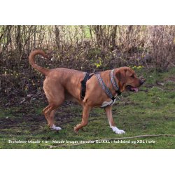 AMOKEN halsbnd - bl flet