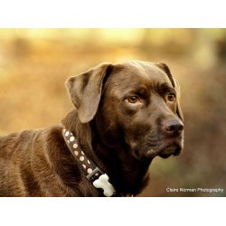 Red Dingo Halsbnd pink spot