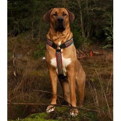 AMOKEN sele - regnbuemnster 