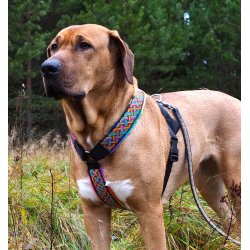 AMOKEN sele - regnbuemnster 