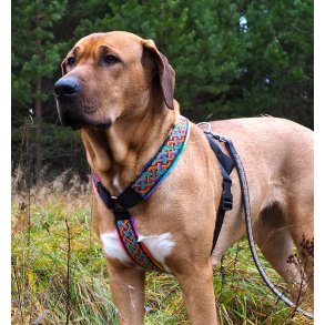 AMOKEN sele - regnbuemnster 