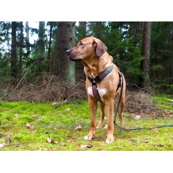 AMOKEN sele - regnbuemnster 