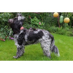  AMOKEN halsbnd - rd m. guld 