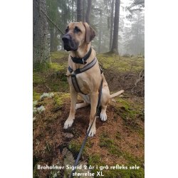 AMOKEN refleks sele - gr