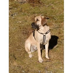 AMOKEN refleks sele - gr