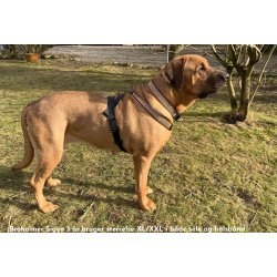 AMOKEN sele med bling - orange 