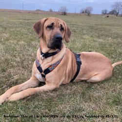  AMOKEN sele - orange flet