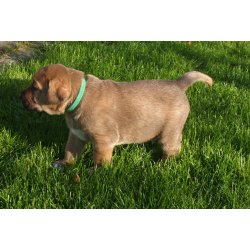 Hvalpehalsbnd - Puppy ID collar